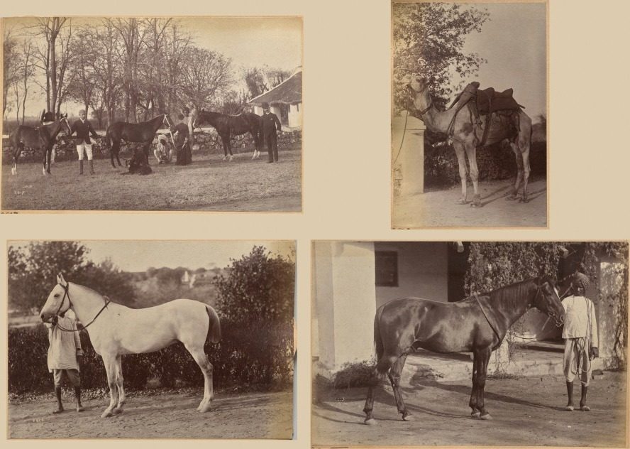Captain Brown's horses, Jhansi (recto, top); Captain Bailward's horses (recto, bottom); Captain Bailward's camel (verso, left); Captain Bailward's horse, Jhanso (verso, right) by Raja Deen Dayal (Indian, 1844–1905)