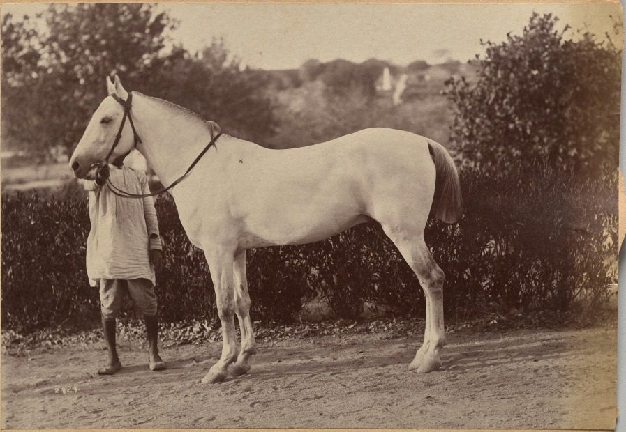 Captain Bailward's horse, Jhansi (verso, right) by Raja Deen Dayal (Indian, 1844–1905)