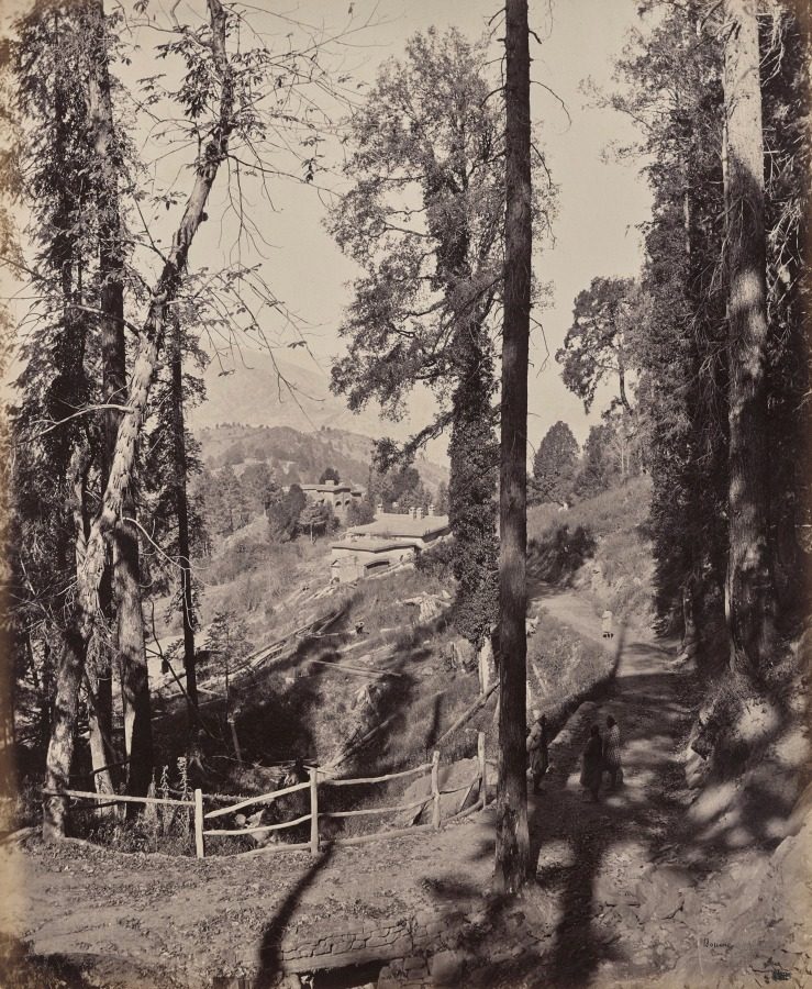 Murree. A Hill Station in the Himmalayahs, View Through the Forest by Samuel Bourne (British, 1834–1912)