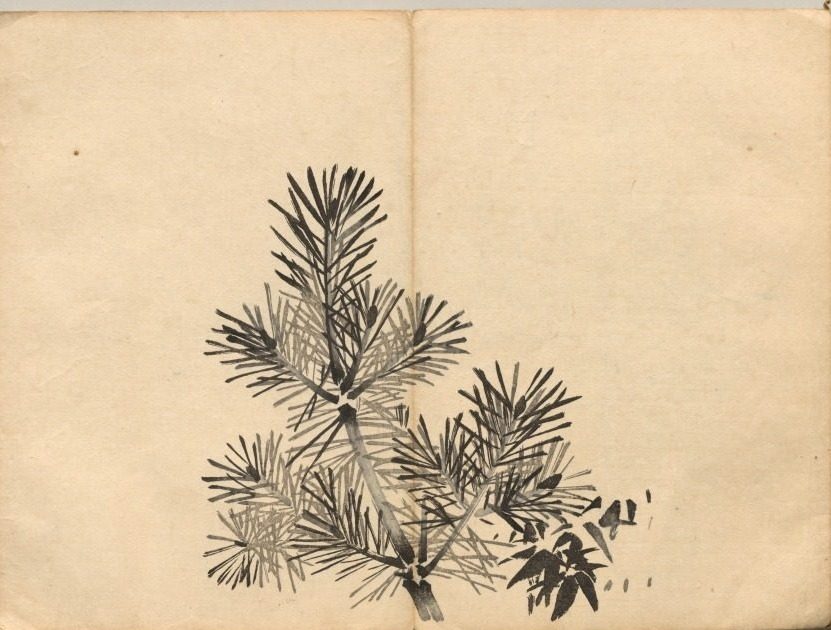 Young Pine from Ōkyo Picture Book by Maruyama Ōkyo (Japanese, 1733–1795)