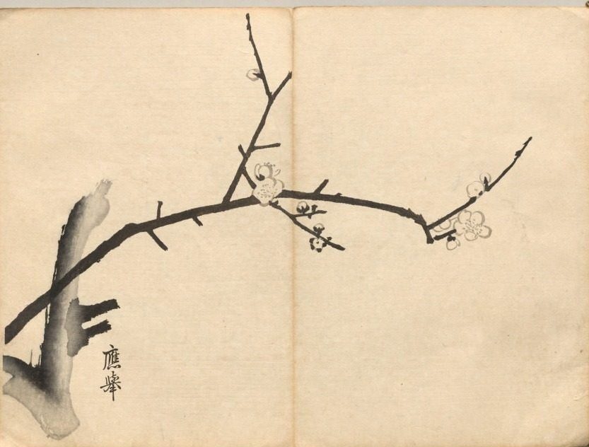 Plum from Ōkyo Picture Book by Maruyama Ōkyo (Japanese, 1733–1795)