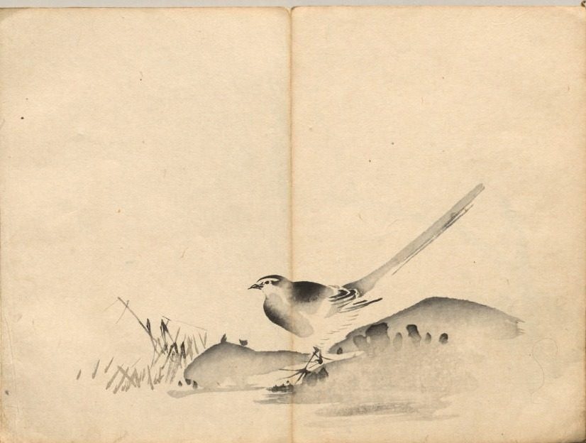 Azure-Winged Magpie from Ōkyo Picture Book by Maruyama Ōkyo (Japanese, 1733–1795)