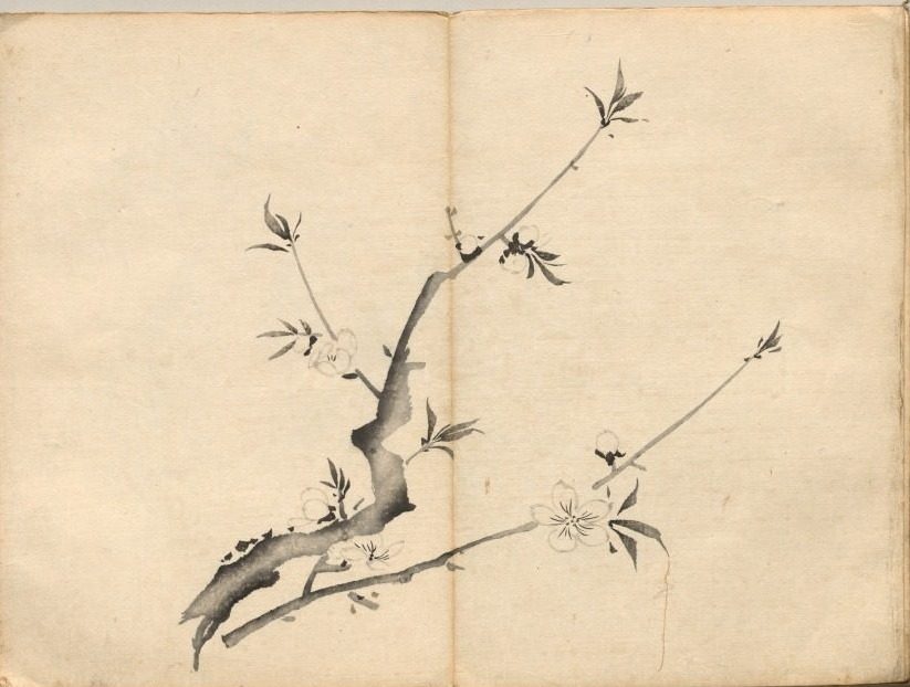 Cherry from Ōkyo Picture Book by Maruyama Ōkyo (Japanese, 1733–1795)