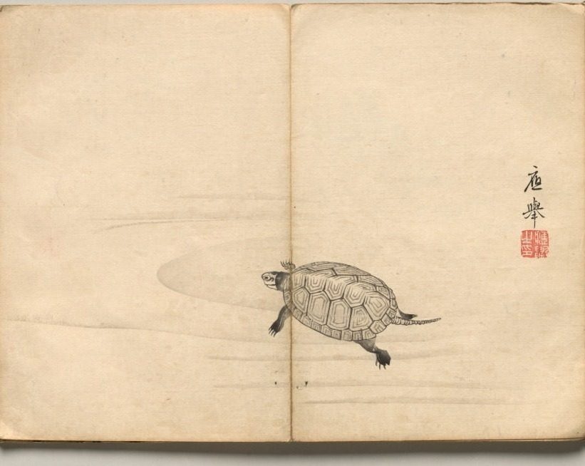 Turtle from Ōkyo Picture Book by Maruyama Ōkyo (Japanese, 1733–1795)