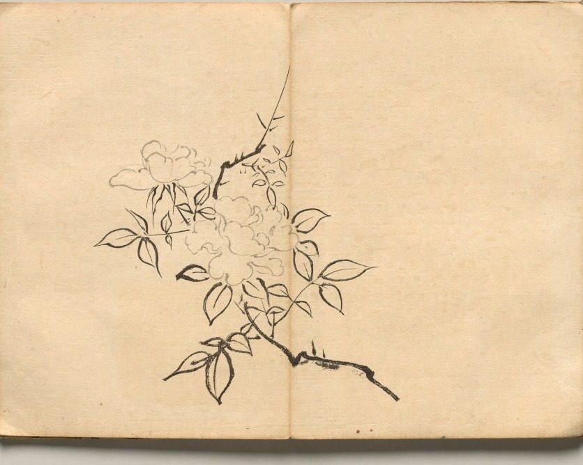 Peony from Ōkyo Picture Book by Maruyama Ōkyo (Japanese, 1733–1795)