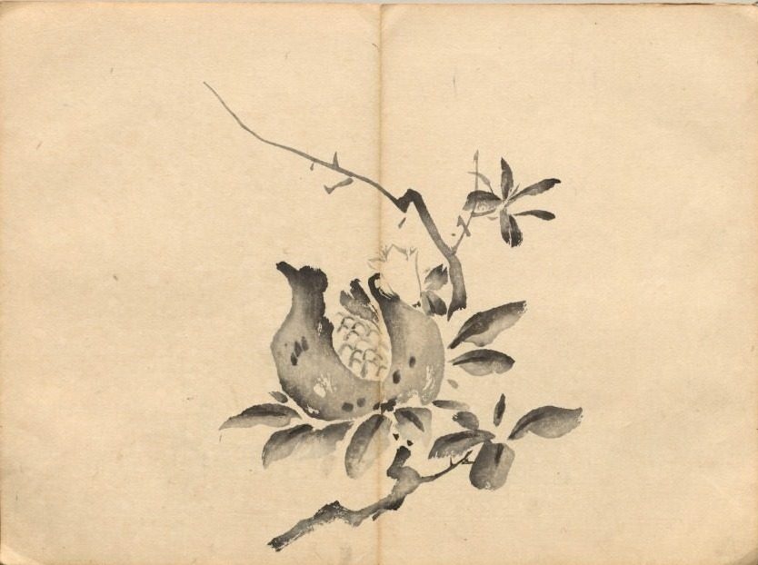 Pomegranate from Ōkyo Picture Book by Maruyama Ōkyo (Japanese, 1733–1795)