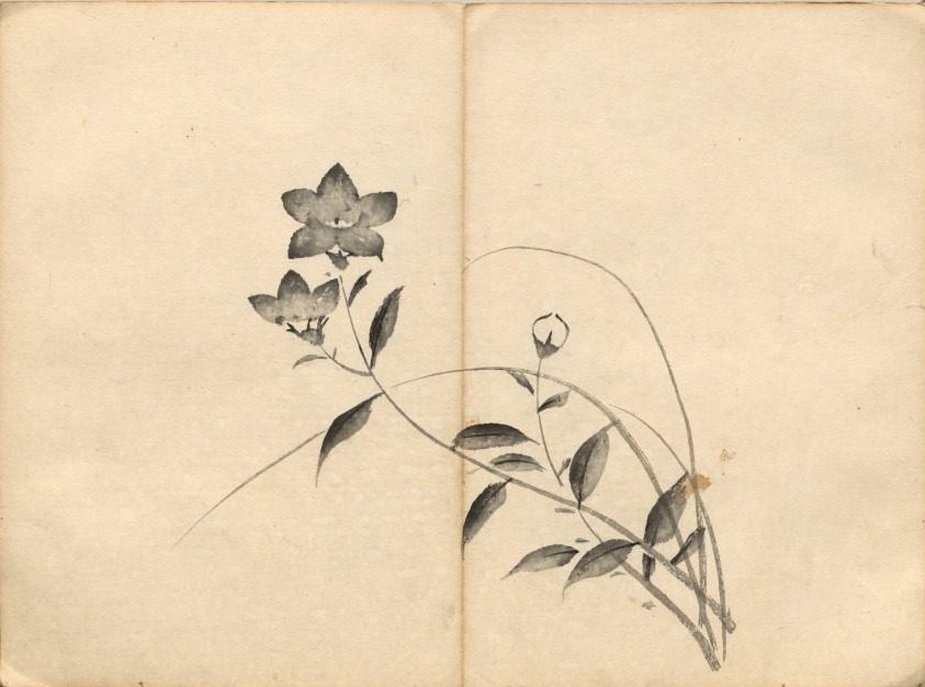 Chinese Bellflower from Ōkyo Picture Book by Maruyama Ōkyo (Japanese, 1733–1795)
