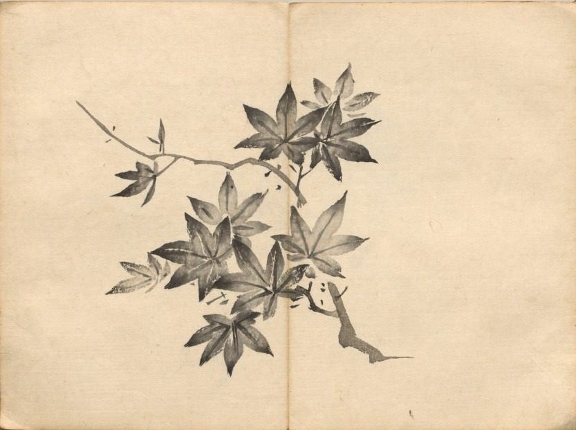 Maple from Ōkyo Picture Book by Maruyama Ōkyo (Japanese, 1733–1795)