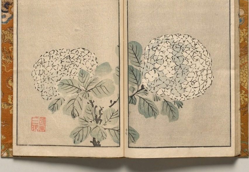 Hydrangea, Design Seventeen from Shazanrō Picture Book by Tani Bunchō (Japanese, 1763–1841)