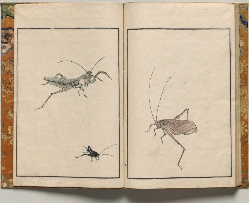 Crickets, Design Nineteen from Shazanrō Picture Book by Tani Bunchō (Japanese, 1763–1841)