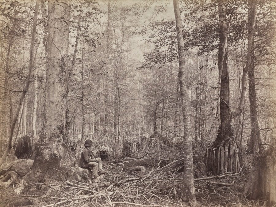 Great Dismal Swamp, Virginia by Israel Cook Russell (American, 1852–1906)