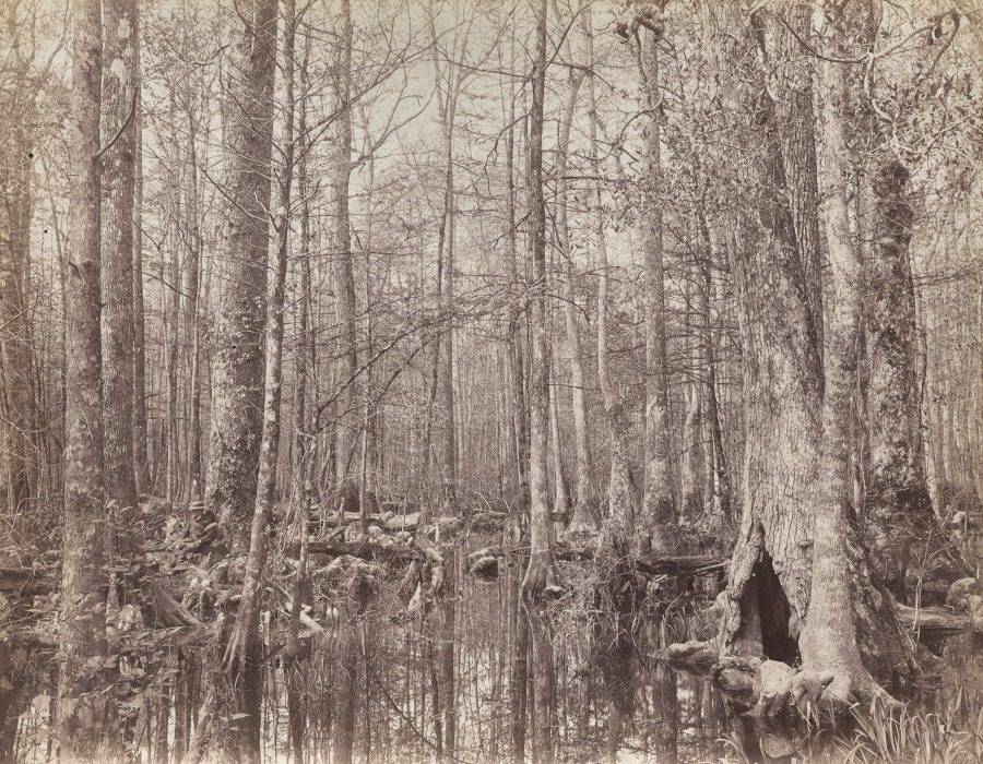Great Dismal Swamp, Virginia by Israel Cook Russell (American, 1852–1906)
