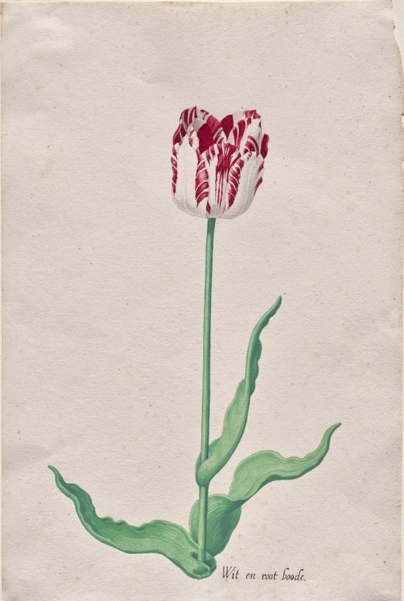 Study of a Tulip (Wit en root boode) by Pieter Holsteyn II (Dutch, c.1612–1673)