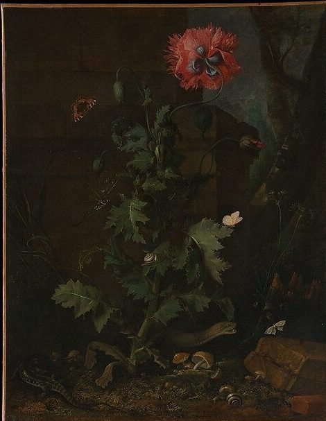 Still Life with Poppy, Insects, and Reptiles by Otto Marseus van Schrieck