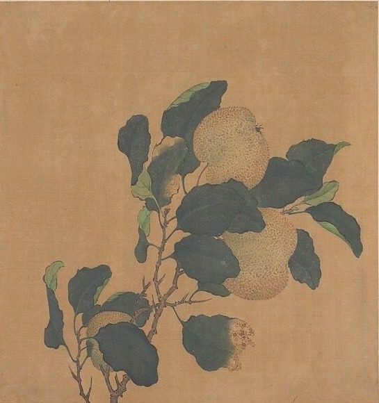 Branch of Tree with Fruit by Unidentified artist