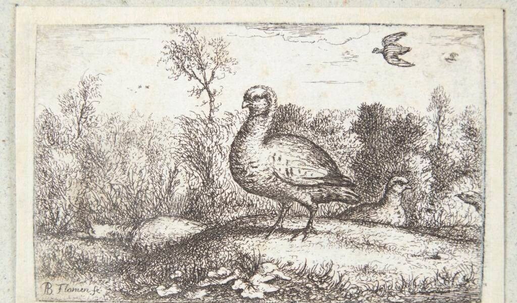 Den rødbenede agerhøne (Perdrix rubra) by Albert Flamen