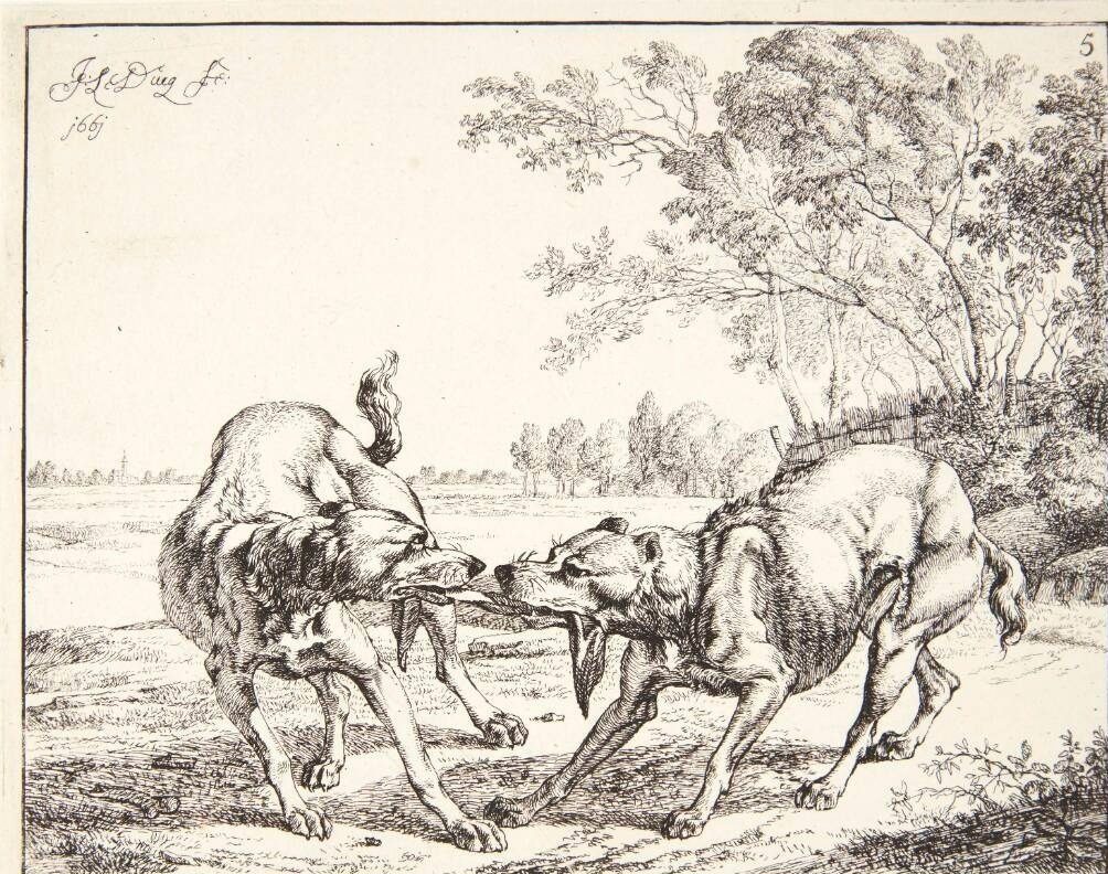 To hunde, der kæmper om et stykke kød by Johan le Ducq