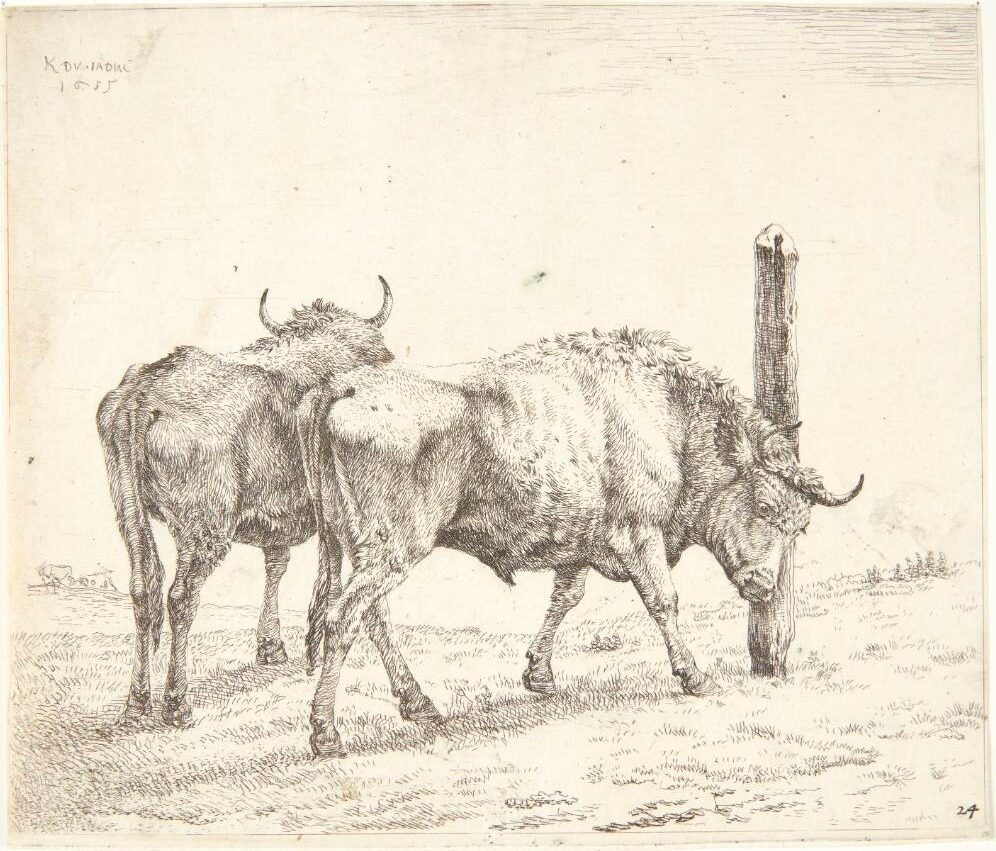 To okser by Karel Du Jardin