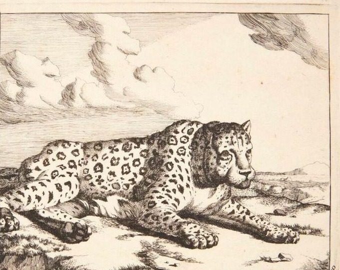 Liggende leopard, vendt mod højre by Marcus de Bye