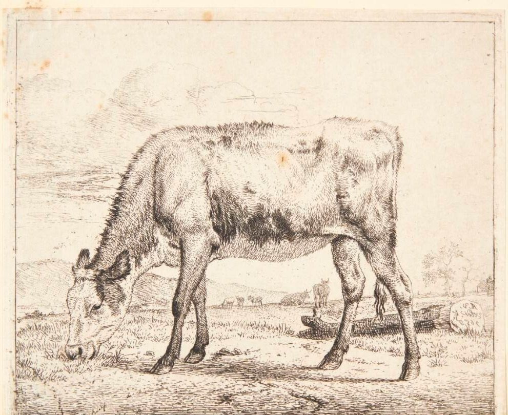 Græssende kalv by Adriaen van de Velde