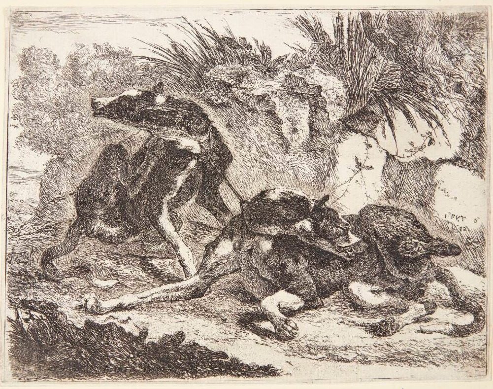 To greyhounds by Joannes Fijt