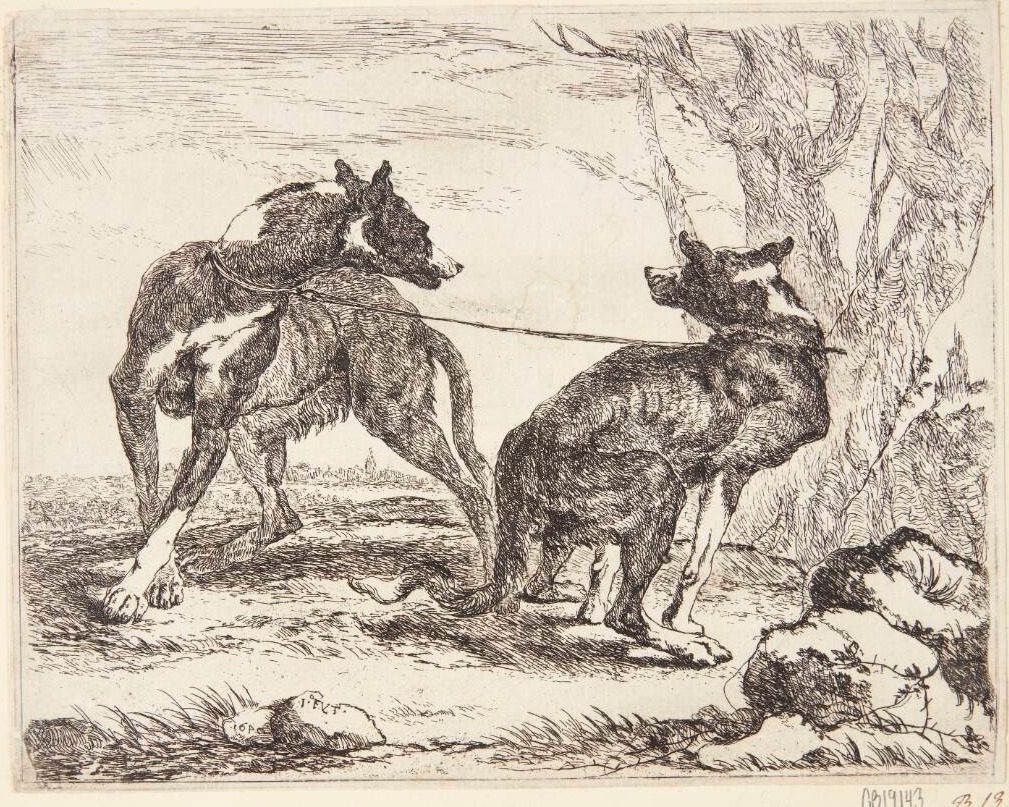 To greyhounds by Joannes Fijt