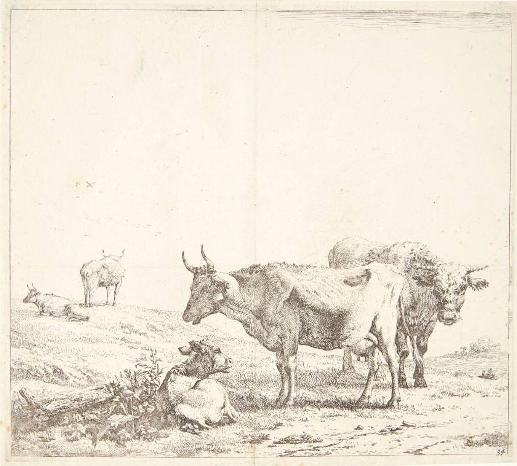 Koen, tyren og kalven by Karel Du Jardin