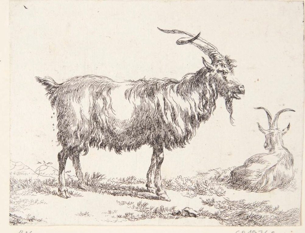 En stående og en liggende ged by Nicolaes Berchem