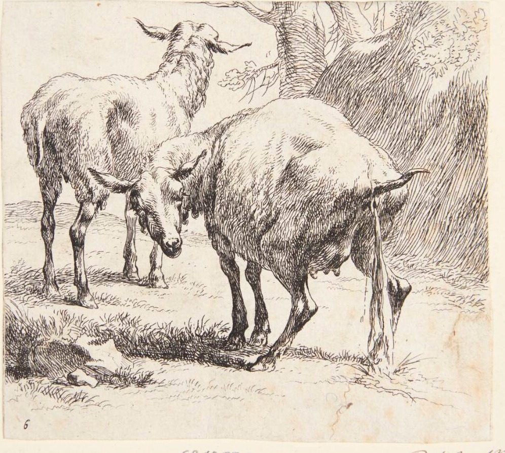Et stående og et pissende får by Nicolaes Berchem