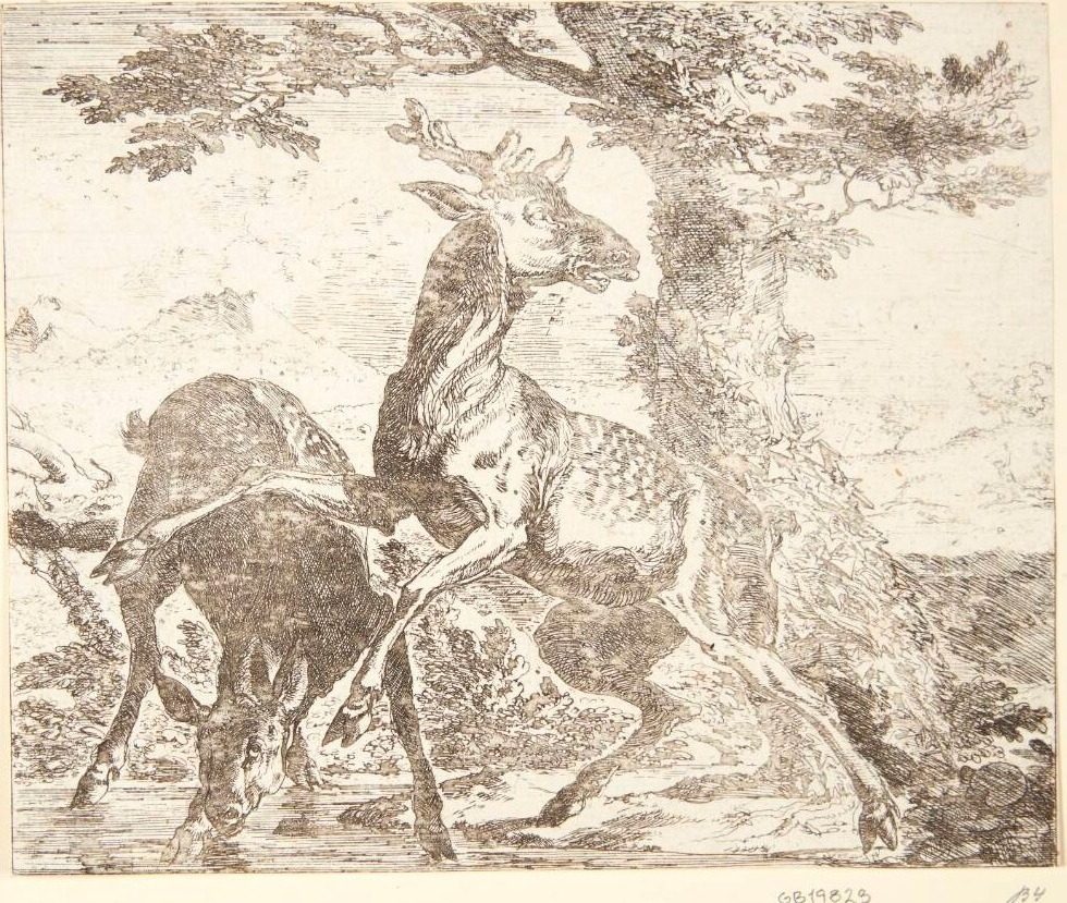 To hjorte by Abraham Hondius