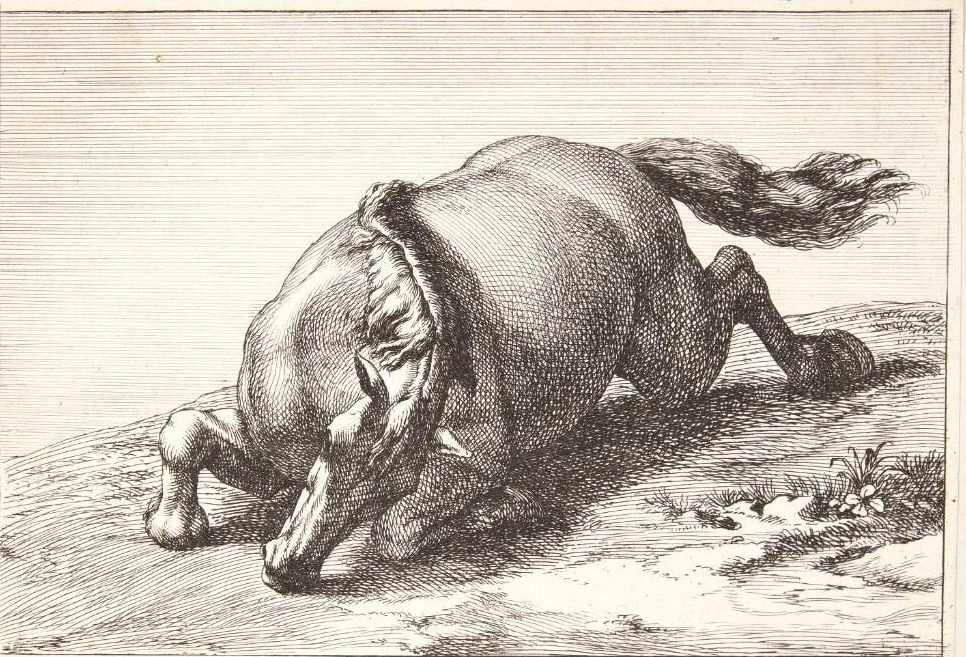 Falden hest by Jan van Huchtenburg