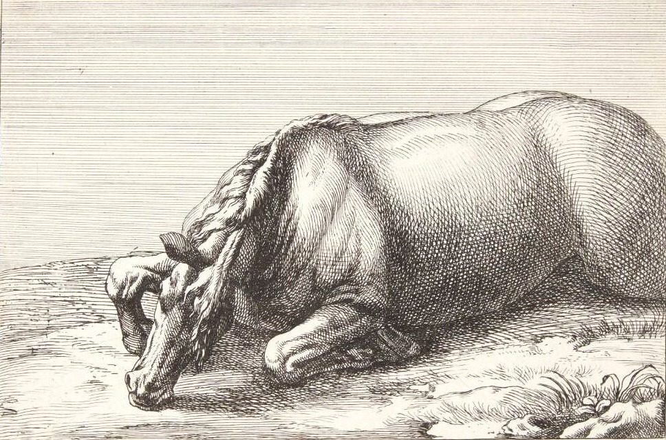 Falden hest by Jan van Huchtenburg