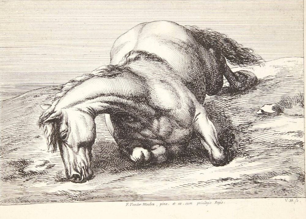 Falden hest, set forfra by Jan van Huchtenburg