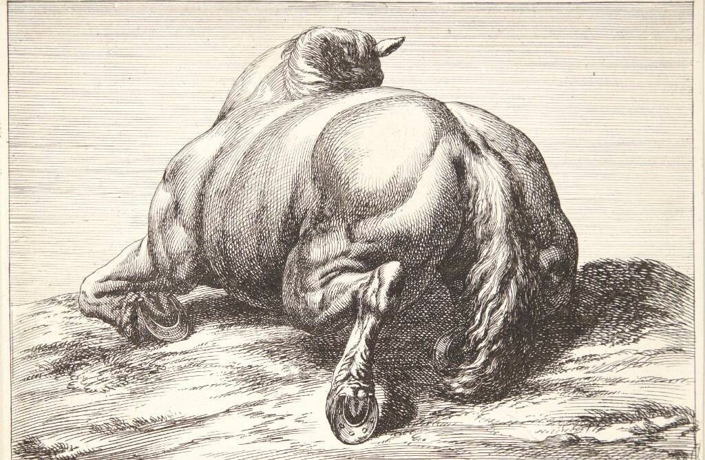 Falden hest, set bagfra by Jan van Huchtenburg