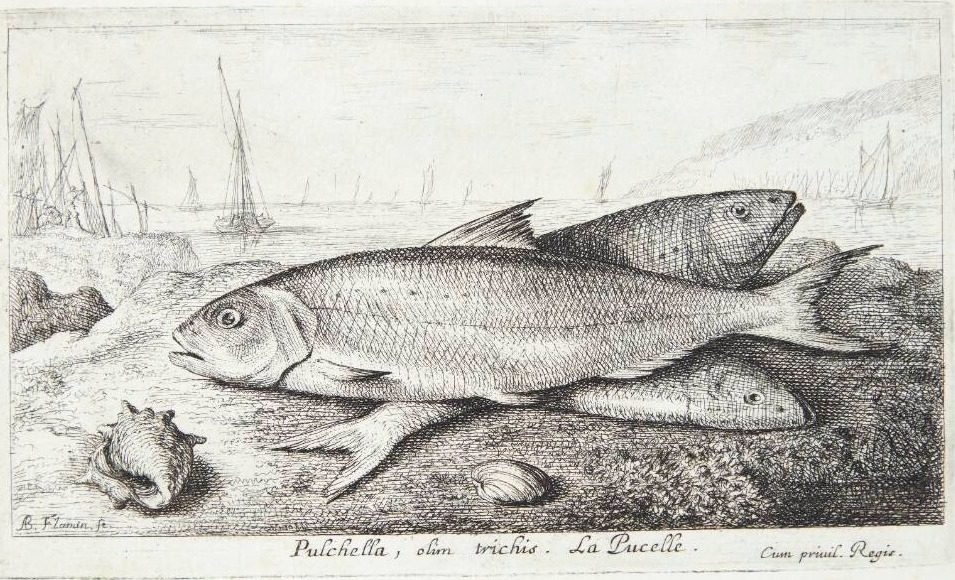 Jomfrufisk (Pulchella, olim trichis) by Albert Flamen