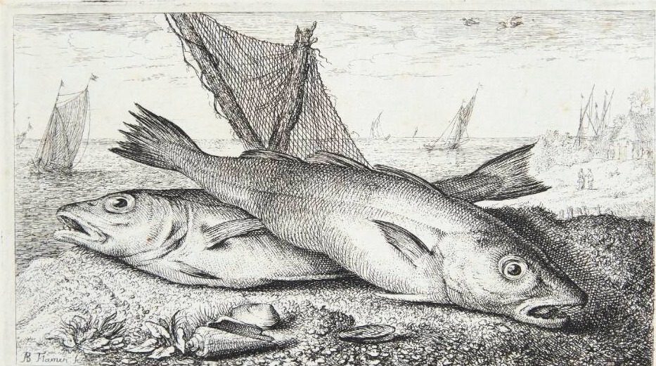 Marlinen (Merlanus, Aselli species) by Albert Flamen