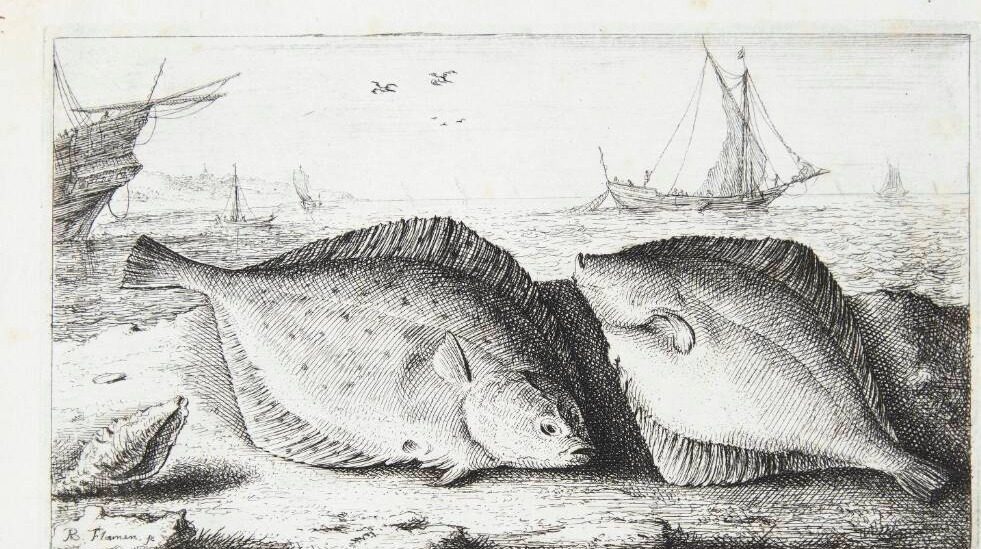 Skrubben (Flesius siue Fletelus) by Albert Flamen