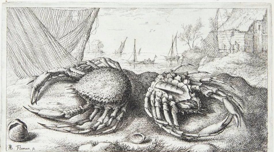 Edderkoppekrabbe? (Araneus marinus) by Albert Flamen