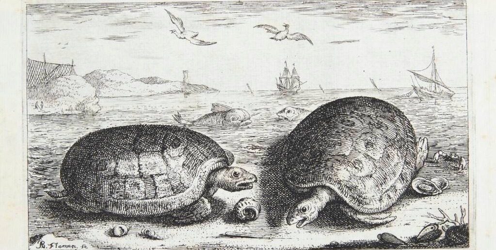 Skildpadden (Testudo marina) by Albert Flamen