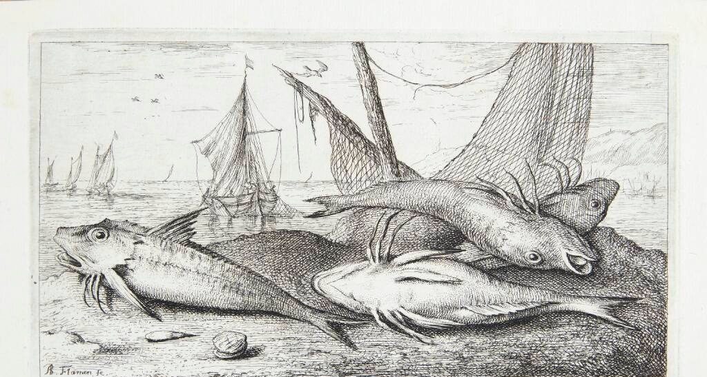 Rød multe (Rubellio) by Albert Flamen