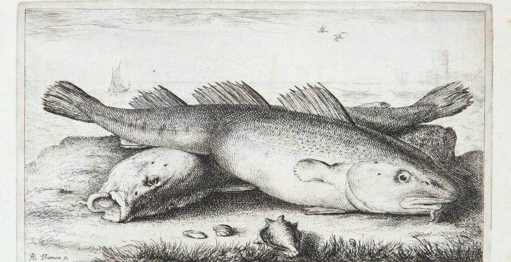 Torsk (Molucius Piscis) by Albert Flamen