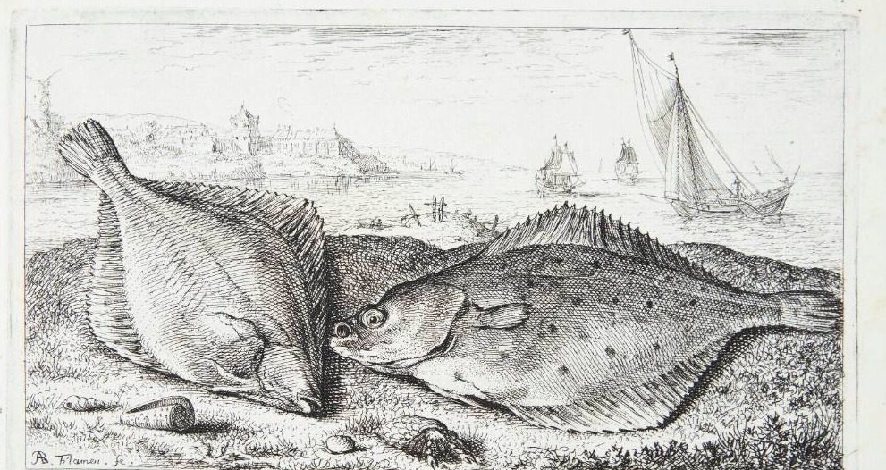 Fladfisk (Psetta) by Albert Flamen