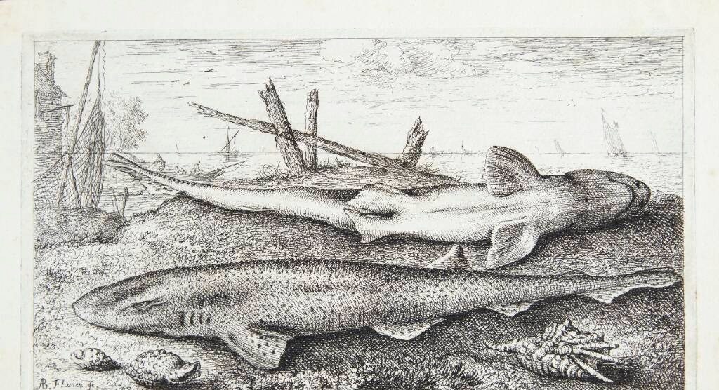 Pighaj (Canicula) by Albert Flamen