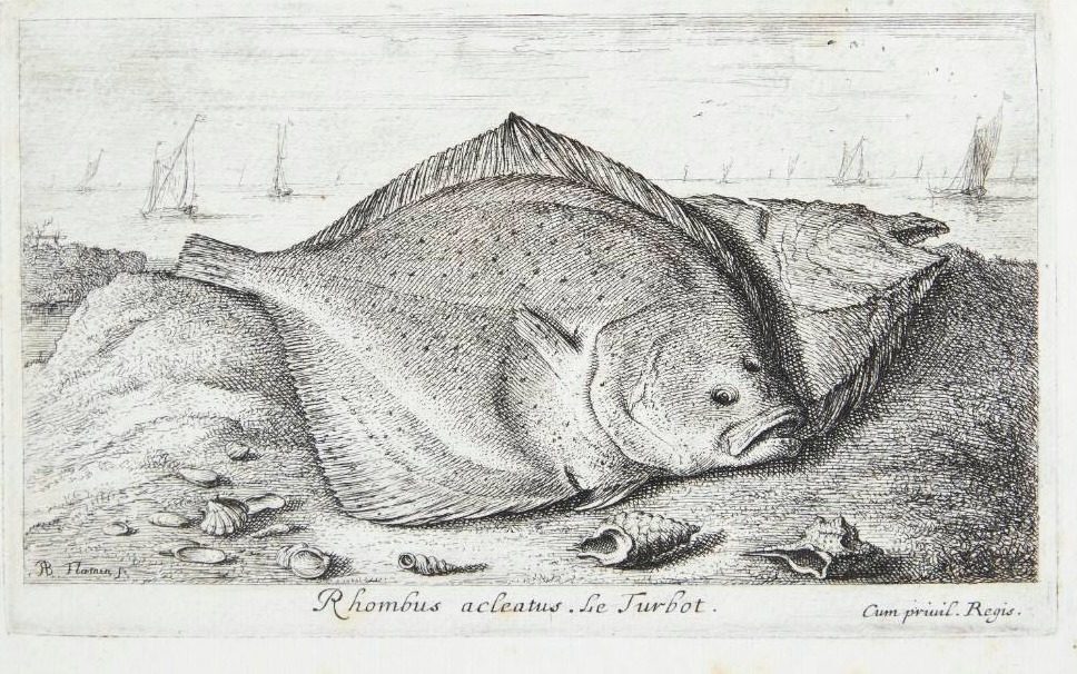 Pighvar (Rhombus adeatus) by Albert Flamen