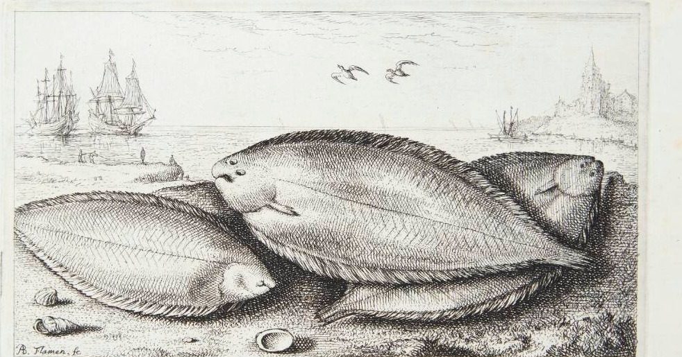 Rødtunge (Solea, siue Linguluca) by Albert Flamen