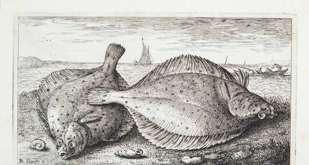 Rødspætte (Quadratulus) by Albert Flamen