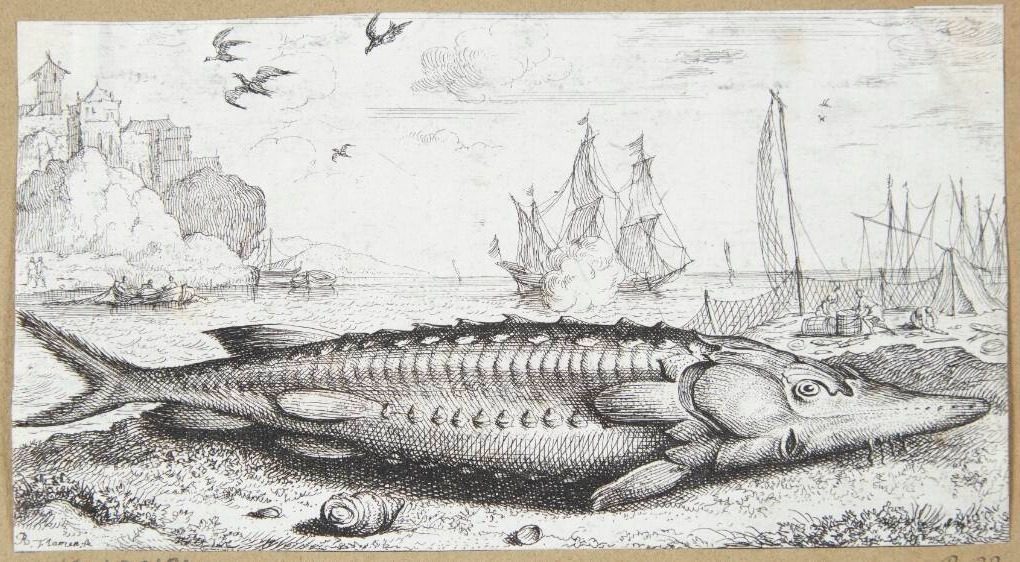 Stør (Sturio siue Acipenser) by Albert Flamen