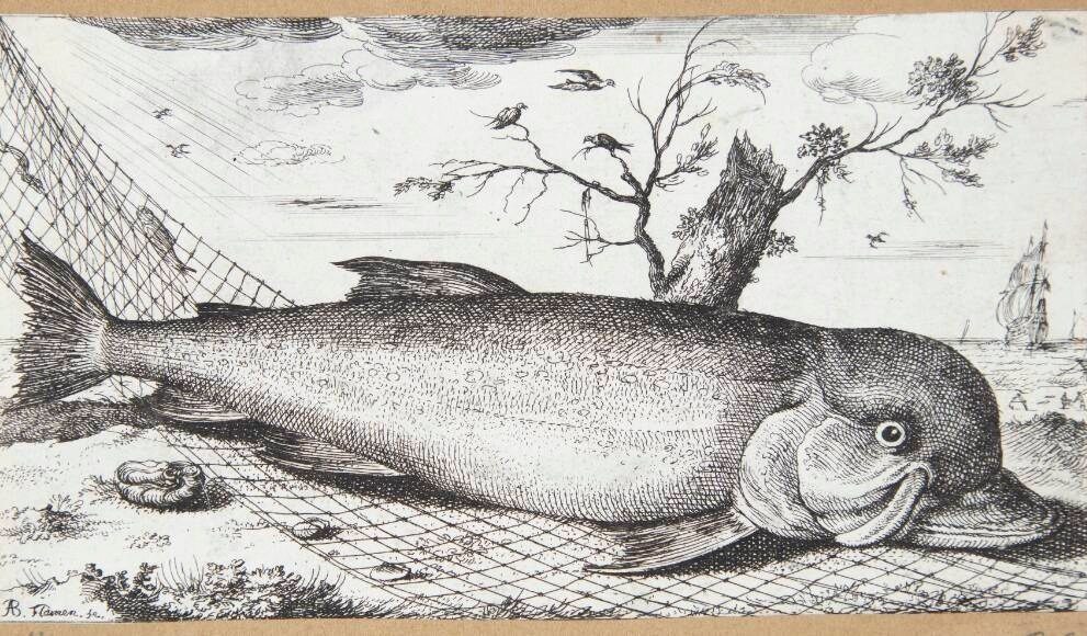 Delfinen (Delphinus) by Albert Flamen