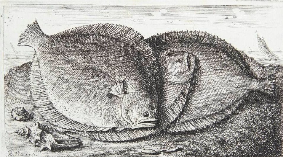 Slethvarre (Rhombus Laeuis) by Albert Flamen