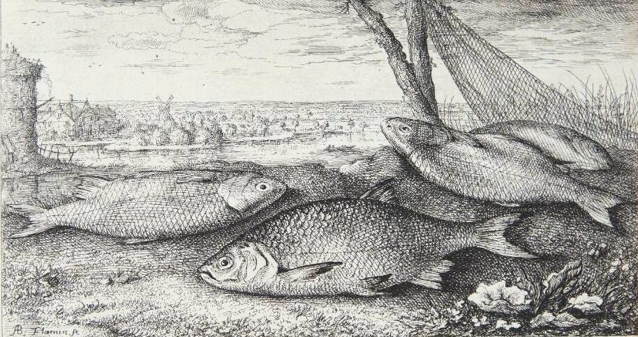 Skalle (Leuciscus siue Mugil fluuiatilus) by Albert Flamen